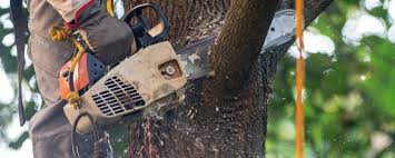 How Our Tree Care Process Works  in  Winton, CA