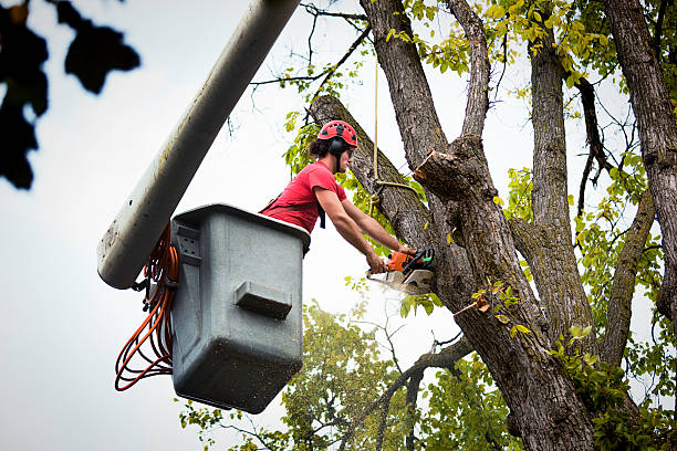 Best Storm Damage Tree Cleanup  in Winton, CA